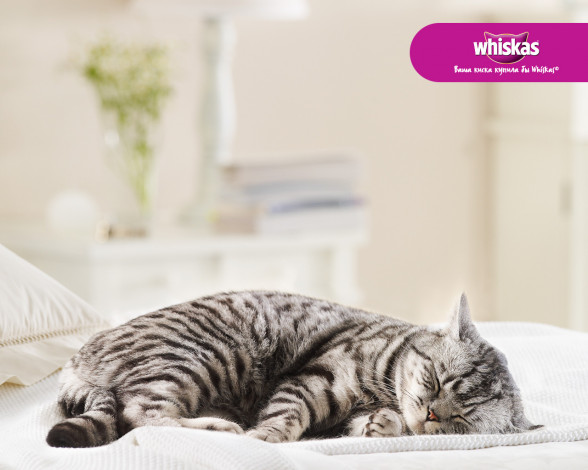 Обои картинки фото бренды, whiskas