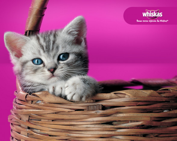 Обои картинки фото бренды, whiskas