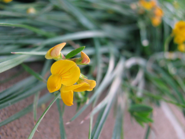 Обои картинки фото цветы