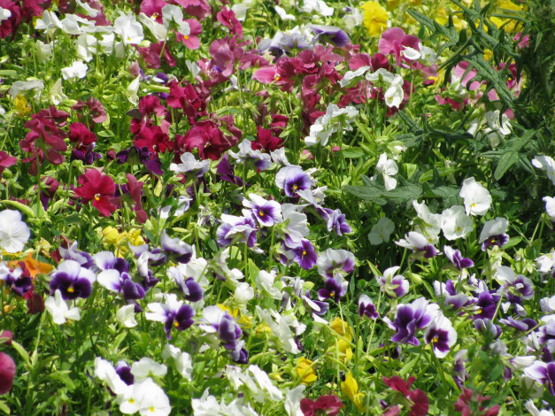 Обои картинки фото цветы, анютины, глазки, садовые, фиалки