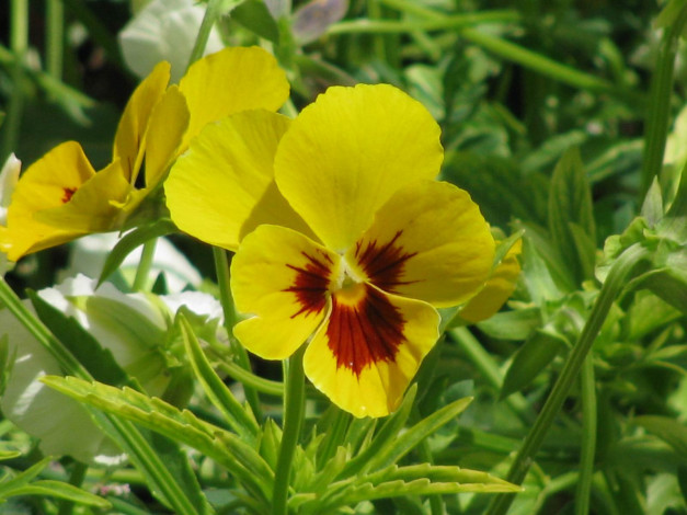 Обои картинки фото цветы, анютины, глазки, садовые, фиалки