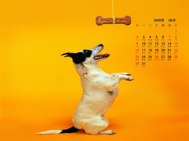 Обои картинки фото календари, животные
