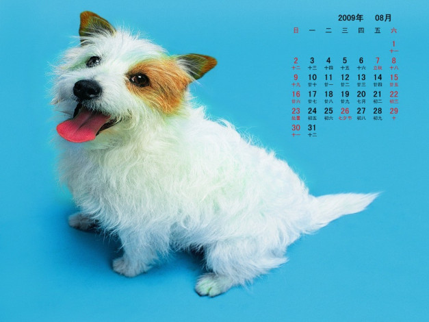 Обои картинки фото календари, животные
