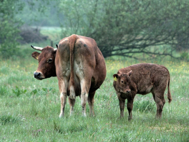 Обои картинки фото животные, коровы, буйволы