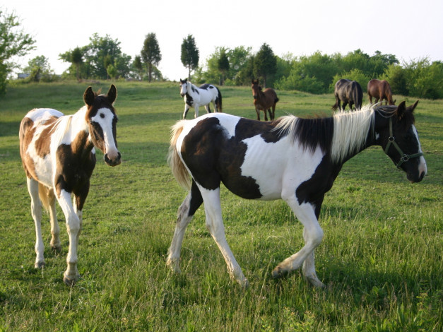 Обои картинки фото животные, лошади