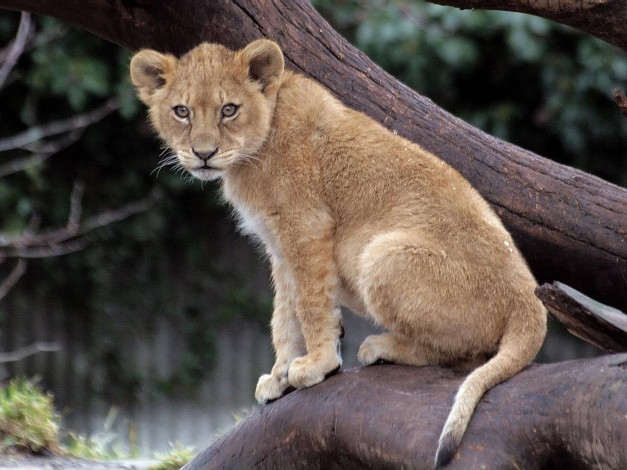 Обои картинки фото животные, львы