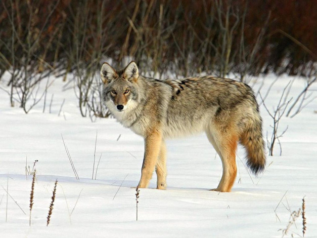 Обои картинки фото животные, волки