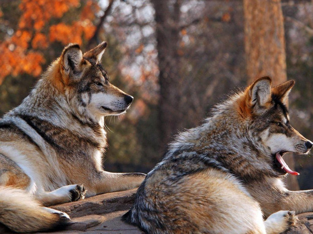 Обои картинки фото животные, волки