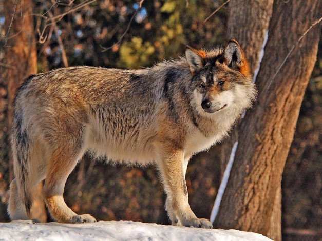 Обои картинки фото животные, волки