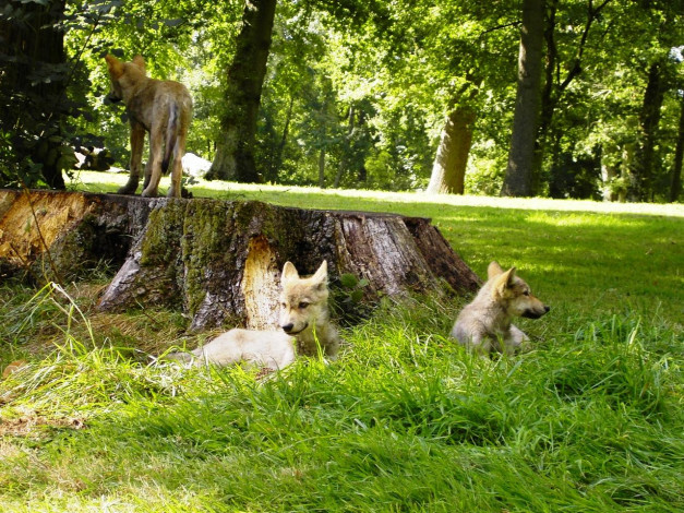 Обои картинки фото животные, волки