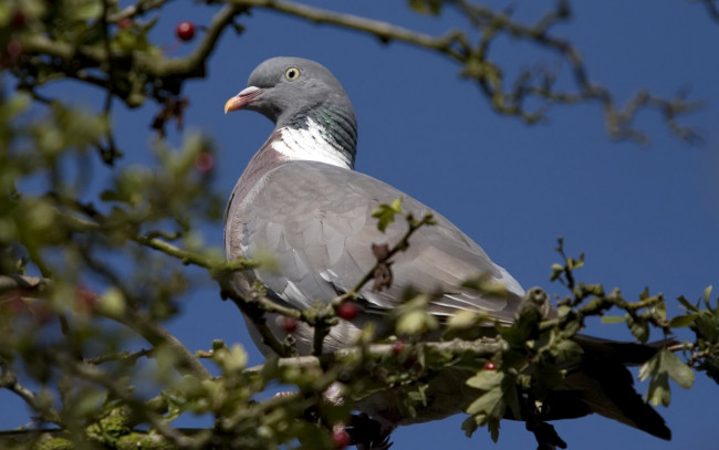 Обои картинки фото животные, голуби