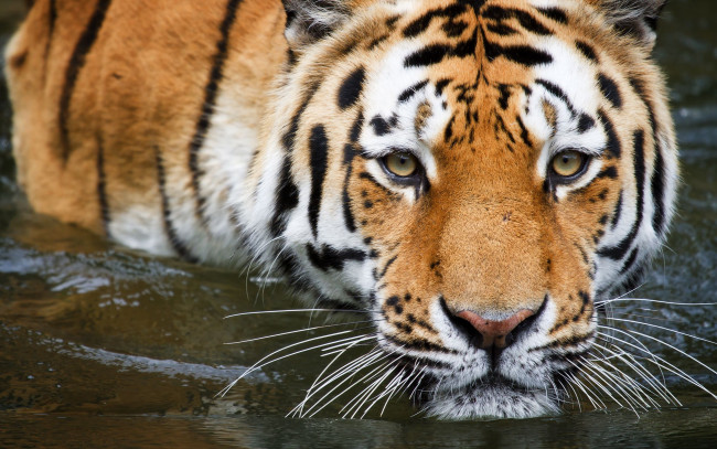 Обои картинки фото животные, тигры