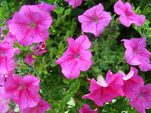 Картинка цветы петунии калибрахоа сиреневые яркие