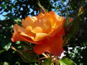 Картинка цветы розы