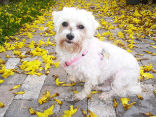 Картинка животные собаки белая