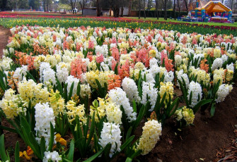 Картинка цветы гиацинты разноцветный много