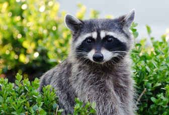 Картинка животные еноты пушистый серый взгляд