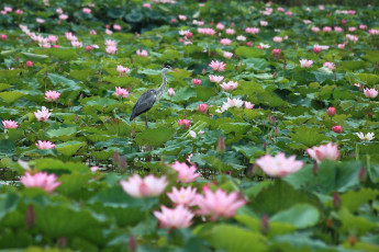 Картинка животные цапли