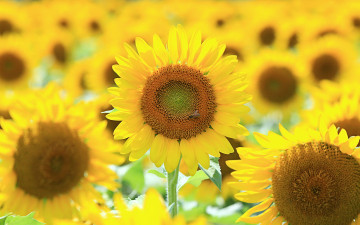 Картинка цветы подсолнухи