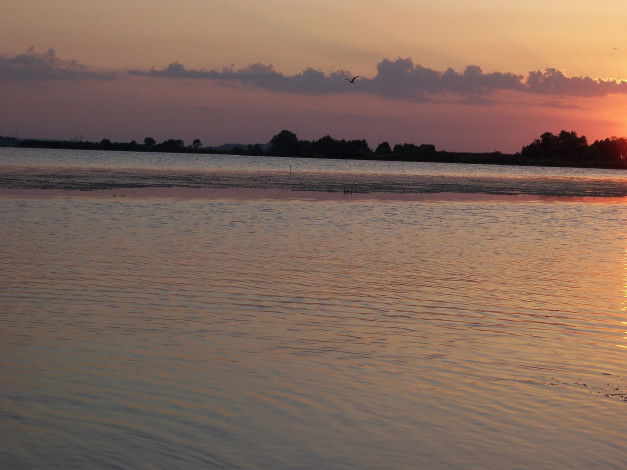 Обои картинки фото наше, лето, природа, реки, озера, штиль, чайка, закат