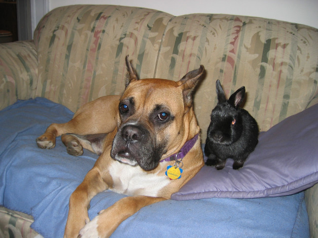 Обои картинки фото животные, разные, вместе, боксер, кролик