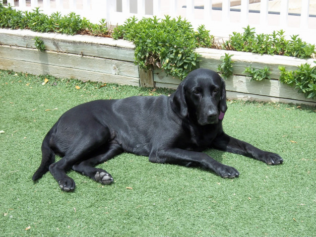 Обои картинки фото животные, собаки