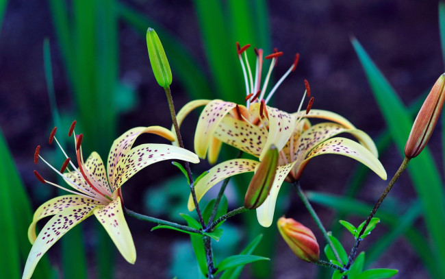 Обои картинки фото цветы, лилии, лилейники, желтые, в, крапинку