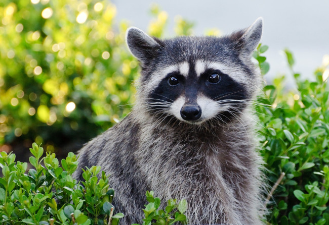 Обои картинки фото животные, еноты, пушистый, серый, взгляд