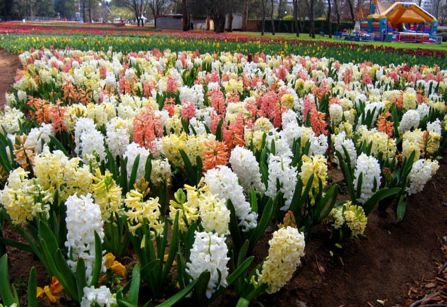 Обои картинки фото цветы, гиацинты, разноцветный, много