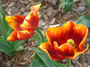 Картинка цветы тюльпаны