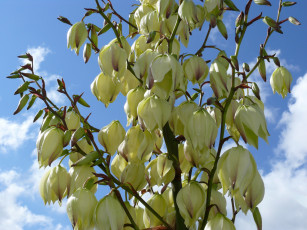 Картинка юкка цветы облака ветка