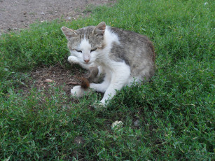 Картинка животные коты кошка