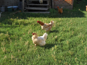 Картинка животные куры петухи курицы