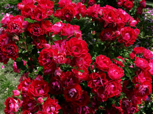 Картинка цветы розы красные