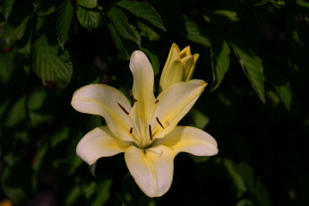 Картинка цветы лилии лилейники бутон лилия