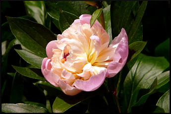 Картинка цветы пионы георгины