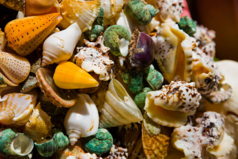 Картинка разное ракушки кораллы декоративные spa камни