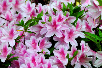Картинка цветы рододендроны азалии лепестки