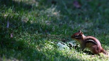 Картинка животные бурундуки белка