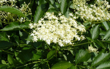 Картинка цветы цветущие деревья кустарники зеленый белый