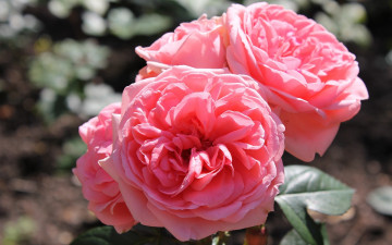 Картинка цветы розы розовый