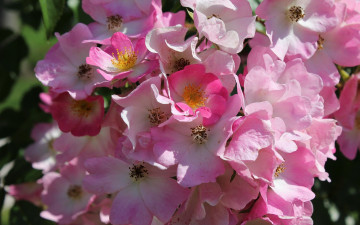 Картинка цветы шиповник розовый