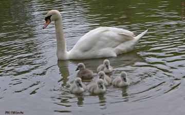 Картинка животные лебеди