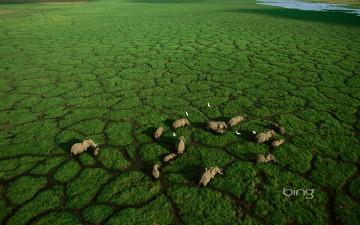 Картинка животные слоны