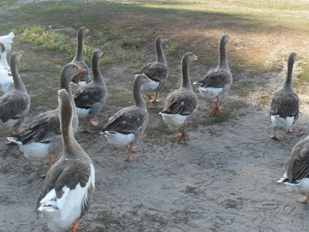 Обои картинки фото животные, гуси