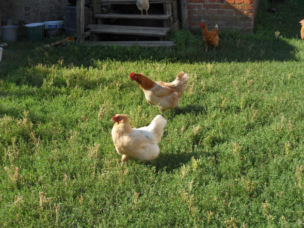 Обои картинки фото животные, куры, петухи, курицы