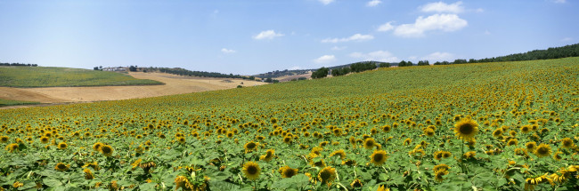 Обои картинки фото цветы, подсолнухи