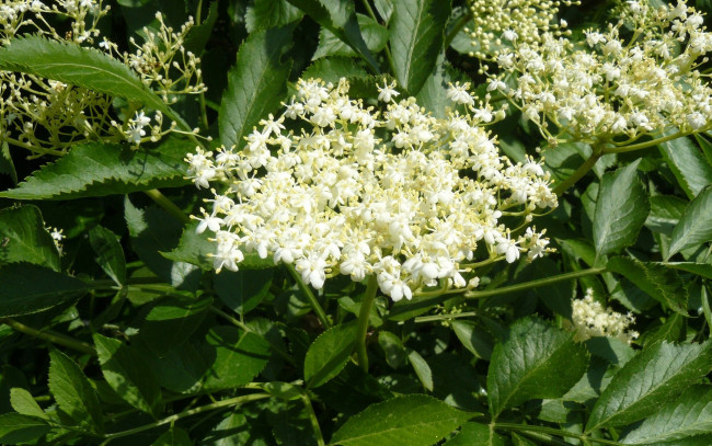 Обои картинки фото цветы, цветущие, деревья, кустарники, зеленый, белый