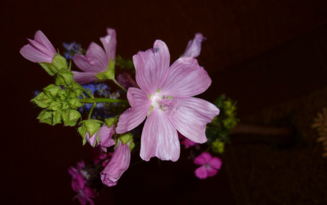 Обои картинки фото цветы, лаватера, розовый