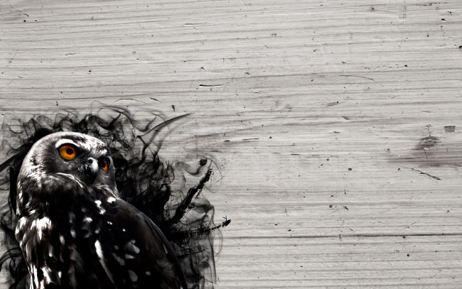 Обои картинки фото животные, совы, сова